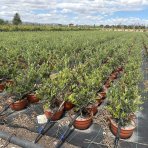 Olivovník európsky (Olea europaea) (-12°C) - výška: 30-40 cm, kont. C3L - BONSAJ (DECO MISA)